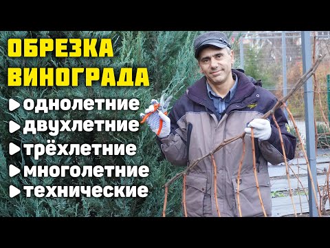 Видео: Обрезка и формировка кустов винограда ✂️