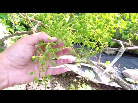 Видео: 🔴🔴Результат. Бор во время цветения винограда.  Виноград.