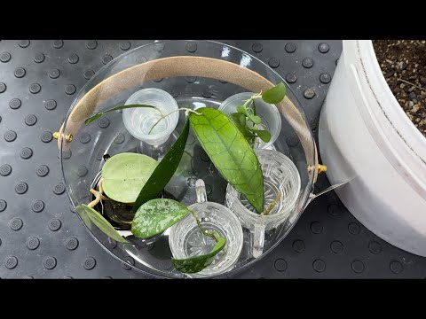 Видео: Хойи. Новинки и их укоренение.