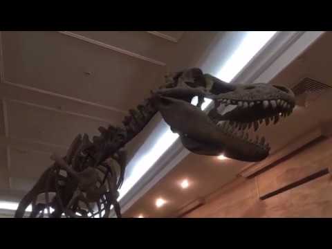 Видео: Музей естественной истории Татарстана. Онлайн экскурсия