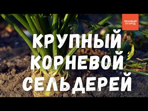 Видео: Выращивание крупных головок сельдерея | Корневой сельдерей формирование, уход за корневым сельдереем