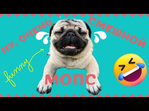 Видео: ПРИКОЛЫ 😅 Мопс Ричи😍 ПРИКОЛЫ с животными 😂 РЖАКА до слёз 2022 🤣