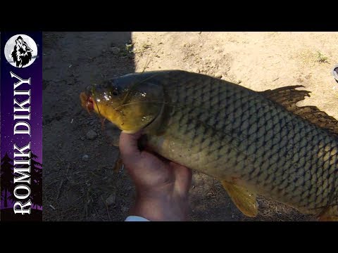 Видео: Рыбалка на реке Или. Летнее пекло. (6-8 июля 2017г.)