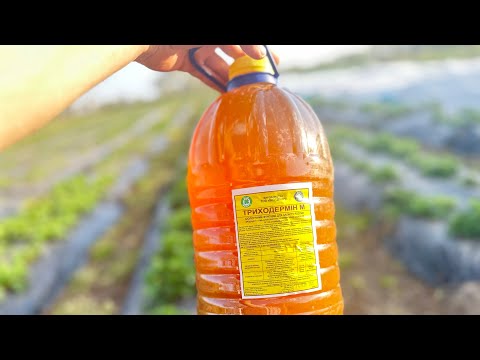Видео: 🧪Біо захист полуниці. Що треба знати про триходерму?☝️