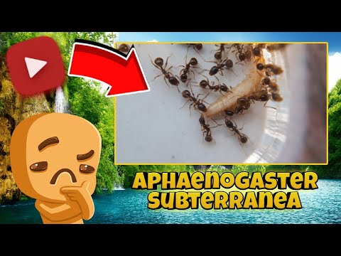 Видео: aphaenogaster subterranea. Лучшая командная работа!