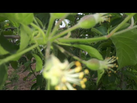 Видео: ОЛМАНИ МЕВАСИНГА     ҚУРТ  ТУШИРМАСЛИК ВА  ЧИРИТМАСЛИК