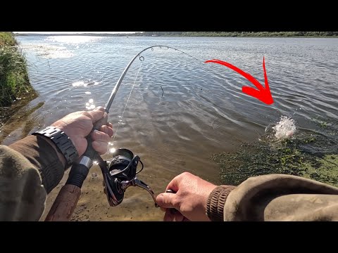 Видео: ЛОВЛЯ ХИЩНИКА НА ЖИВЦА! КЛЮЁТ АЖ УДОЧКУ ИЗ РУК ВЫШИБАЕТ!
