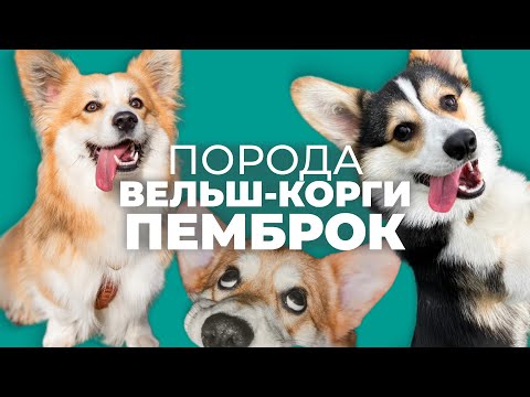 Видео: Вельш корги пемброк 🐾 Плюсы и минусы, уход и поведение