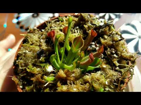 Видео: Гелиамфора. Heliamphora. Содержание и уход. Насекомоядное растение.