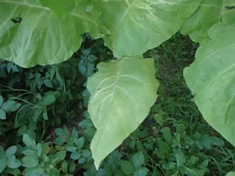 Видео: небольшой обзор сортов табака 2021 сезона!