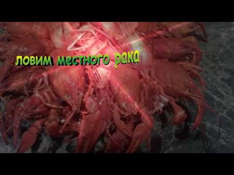 Видео: ловим рака и креветку  на Десногорском водохранилище