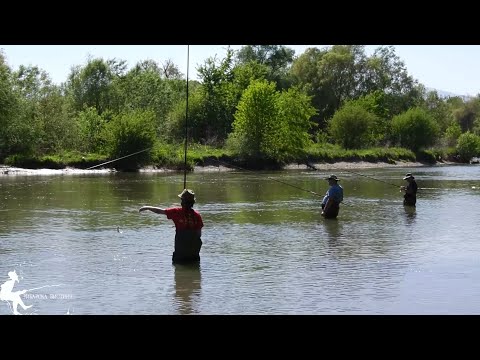 Видео: 🎣Попадиката удира! Фина техника за попадика – мајсторски риболов 🐟 #Попадика  #fishing #prikazni