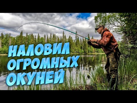 Видео: КРУПНЫЙ ОКУНЬ НА УДОЧКУ. НОЧЕВКА В ПАЛАТКЕ. ПОИСК ПЕРЕПРАВЫ ДЛЯ КАРАКАТА.