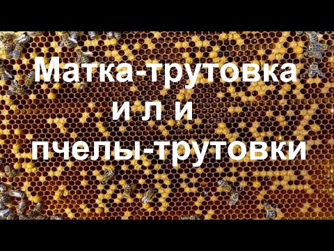 Видео: Как узнать в семье пчел матка трутовка или пчелы трутовки