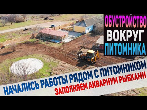 Видео: Обустройство территории вокруг питомника. Заполняем аквариум рыбками. Немного чихуахуа.