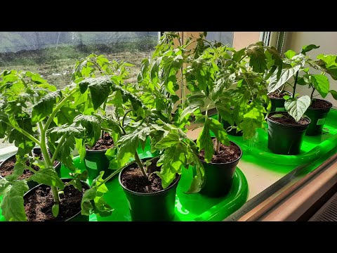 Видео: Простые правила быстрого роста крепкой рассады