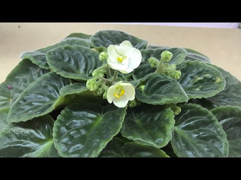 Видео: ГРУНТ в котором ЗАЦВЕТЕТ ЛЮБАЯ ФИАЛКА! НАГЛЯДНО ПОКАЗЫВАЮ как СОСТАВИТЬ ИДЕАЛЬНЫЕ ПРОПОРЦИИ