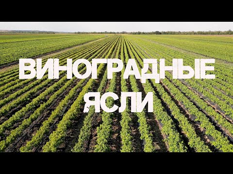 Видео: Как рождается вино: от саженца до бокала