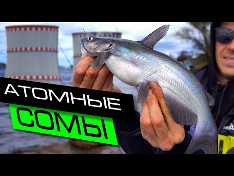 Видео: МОЩНЫЕ ФИДЕРНЫЕ ПОКЛЁВКИ / РЫБАЛКА НА ФИДЕР В УДОМЛЕ / FROS FISHING