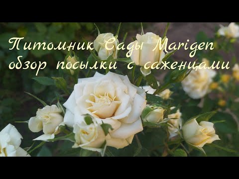 Видео: Обзор саженцев. Питомник "Сады Marigen".