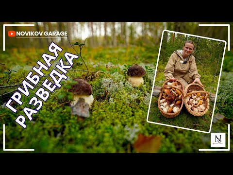 Видео: Грибная разведка 05 сентября 2025. Выборгский район.