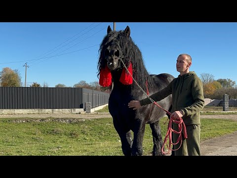 Видео: Жеребець на Продажу 🔥🐴😍❤️