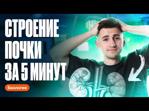 Видео: Строение почки за 5 минут | ОГЭ по биологии | Федор Агеев