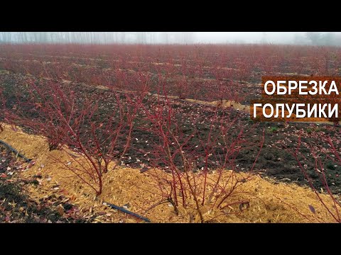 Видео: Обрезка голубики. Мастер-класс Татьяны Курлович. Тульская ягода