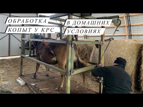Видео: САМИ обрабатываем копыта у коров. Самодельный станок для крс .