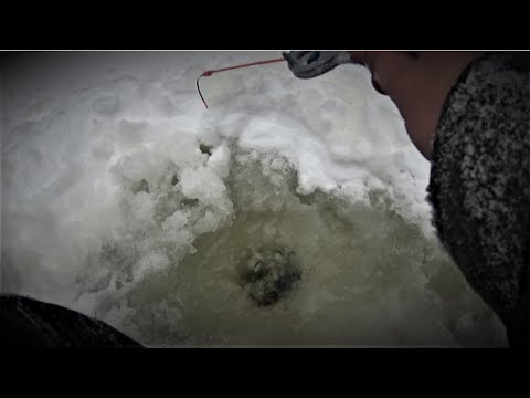 Видео: ОКУНЬ И ПЛОТВА ЖРУТ эту БЕЗМОТЫЛКУ ОДИН ЗА ОДНИМ.., ПОШЛА ЖАРА...Зимняя рыбалка 2022.Ловля окуня.