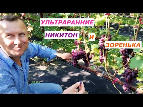 Видео: Виноградник Ярмолича Николая. Ультраранние г/ф винограда Никитон и Зоренька.
