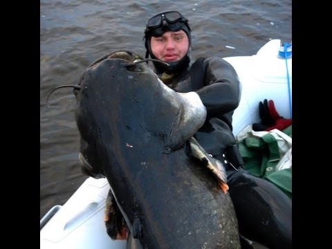 Видео: Сомятники \ Подводная охота Александр Кочубей