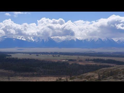 Видео: Алтай, в поисках маральника