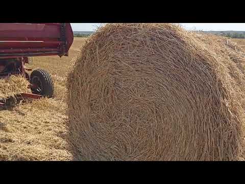 Видео: Заготовка просяной соломы. Пресс-подборщик пр145 / мтз 80 #фермер #мтз #работа #сено #откормбыков