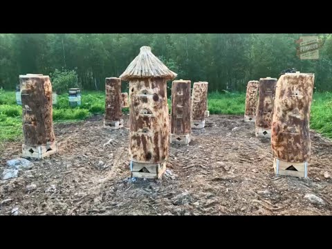 Видео: Садим необычные «деревья»