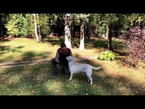 Видео: Годовалый лабрадор. Дрессировка с нуля. Серия 2.