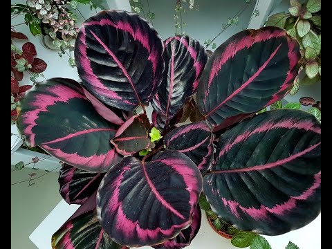 Видео: Калатея "Dottie", Cтроманта "Tricolor", Калатея "Network"