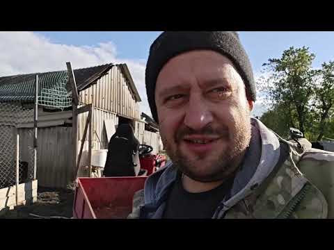 Видео: Забой продолжается, куда девать мясо, места нет. Ура, бабушка едет домой.