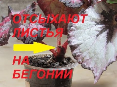 Видео: ЗАСЫХАЕТ МАЛЕНЬКИЙ ЦЕНТРАЛЬНЫЙ ЛИСТИК НА БЕГОНИИ