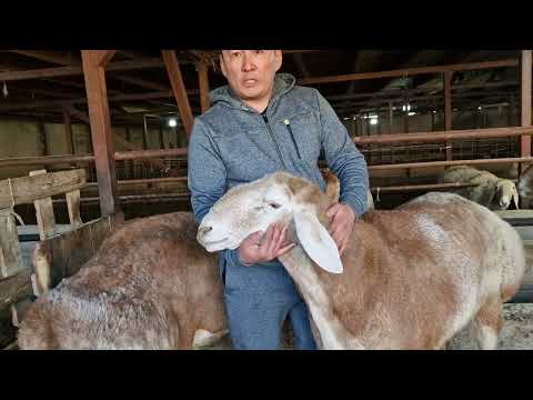 Видео: Юбилейное Турне "5 лет спустя". Жандос Каскелен +7 747 507 0100.