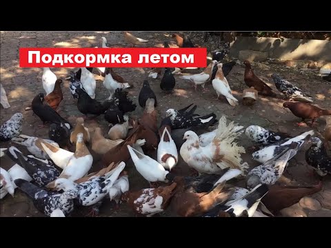 Видео: Чем еще можно подкармливать голубей летом?