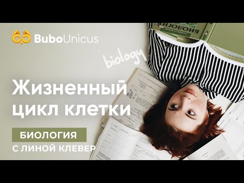 Видео: Жизненный цикл клетки. Видео 2 | БИОЛОГИЯ ЕГЭ | Лина Клевер