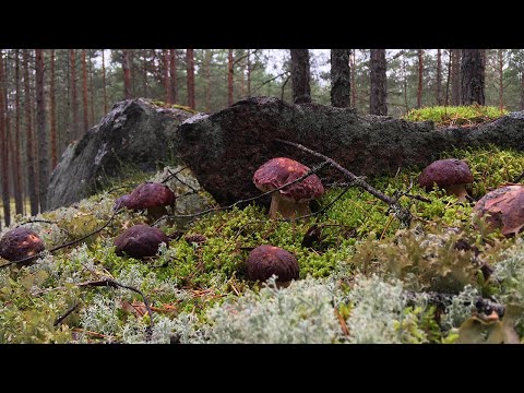 Видео: ТИХАЯ ОХОТА НА БЕЛЫЕ ГРИБЫ БОРОВИКИ! МОРЕ БОРОВИКОВ В БОРАХ!