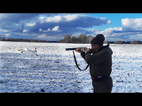 Видео: Шикарная Охота на Зайца по первому Снегу. Лежат до последнего. Нужно только найти!!!