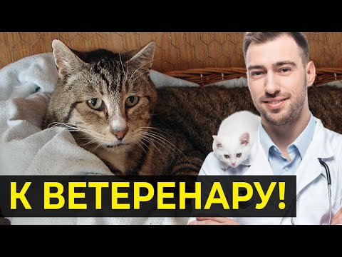 Видео: Бегом к ветеринару: 10 признаков, что кот или кошка терпит боль, но молчит