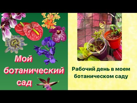 Видео: Один рабочий день в моем ботаническом саду ☘️🪴