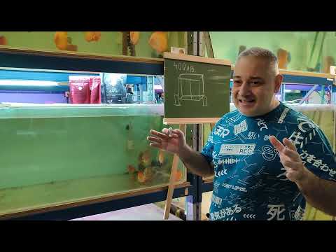 Видео: Аквариум для дискусов 400 литров .