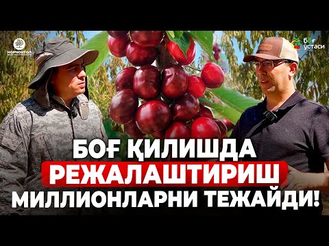 Видео: РЕЖАЛАШТИРИШ БУ - ХАРАЖАТЛАРНИ КАМАЙТИРИШ! | ШУҲРАТ АБРОРОВ #shuhratabrorov #gilos #giantred #uzb