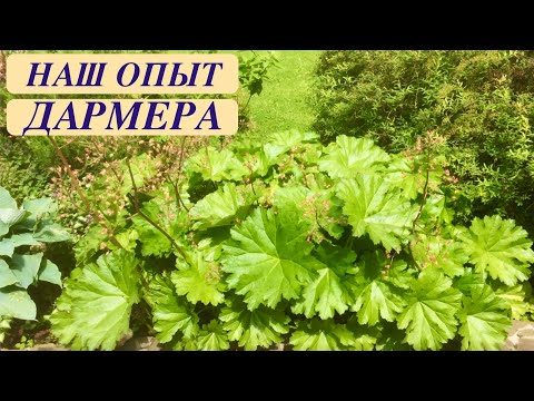 Видео: ДАРМЕРА ЩИТОВИДНАЯ. ОПИСАНИЕ И НАШ ОПЫТ ВЫРАЩИВАНИЯ. Darmera peltata.