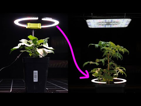Видео: Обзор светильника для выращивания растений Elufah Saturn | Освещение для выращивания растений све...